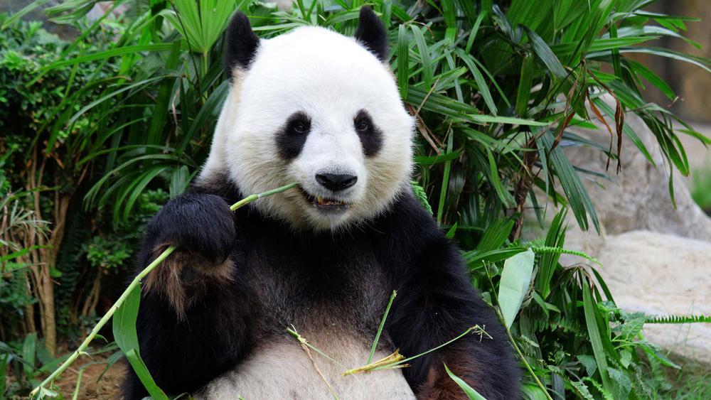 panda-gigante