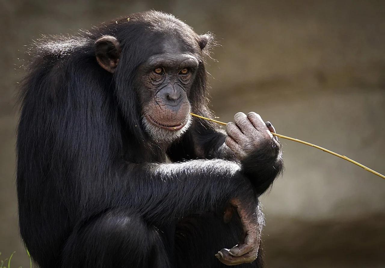 Chimpancé