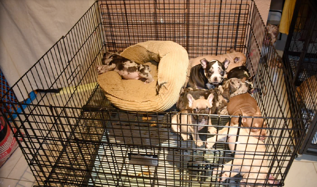 THURS_DAVIE-PUPPY-MILL4