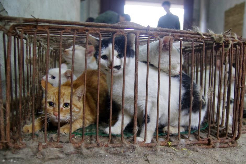 gatos