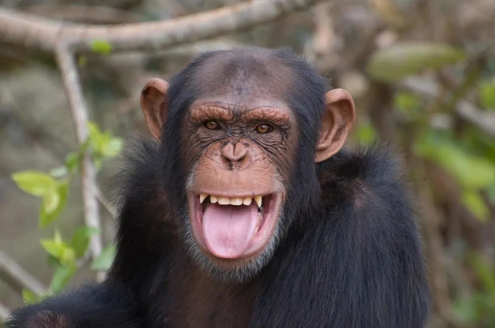 chimpance2