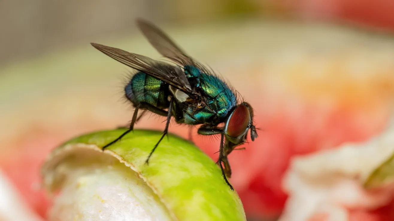 Descubren-mosca-en-el-intestino-de-un-hombre-de-Missouri-shutterstock_2198306839