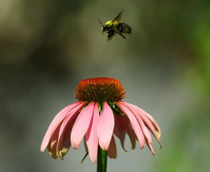 1763_alteracion-de-conducta-en-insectos-provocada