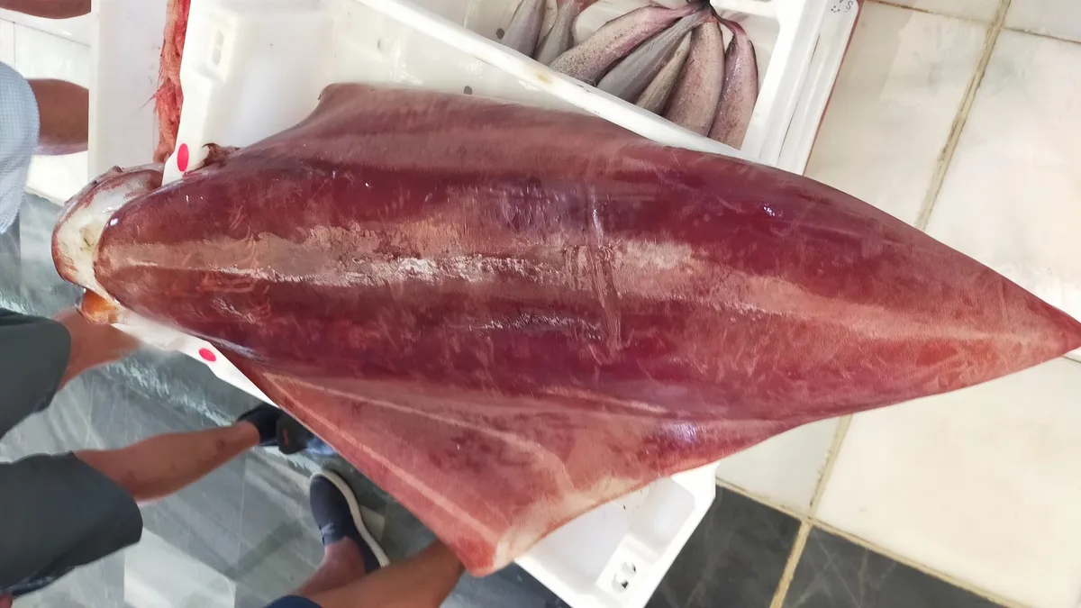 calamar-gigante-pescado-en-garrucha-almeria_25ce