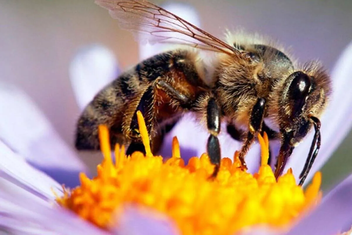 ABEJA PGJ