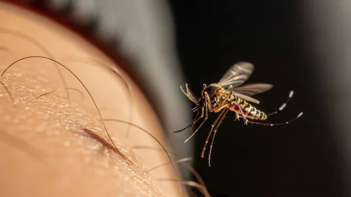 dengue-696x392.jpg