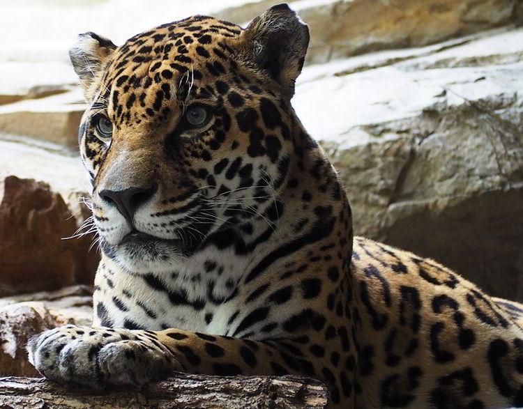 animales-de-la-selva-jaguar