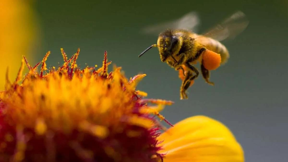 abeja