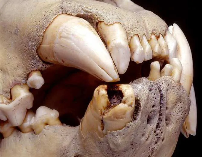 7115_investigan-por-sus-restos-si-unos-leones-famosos