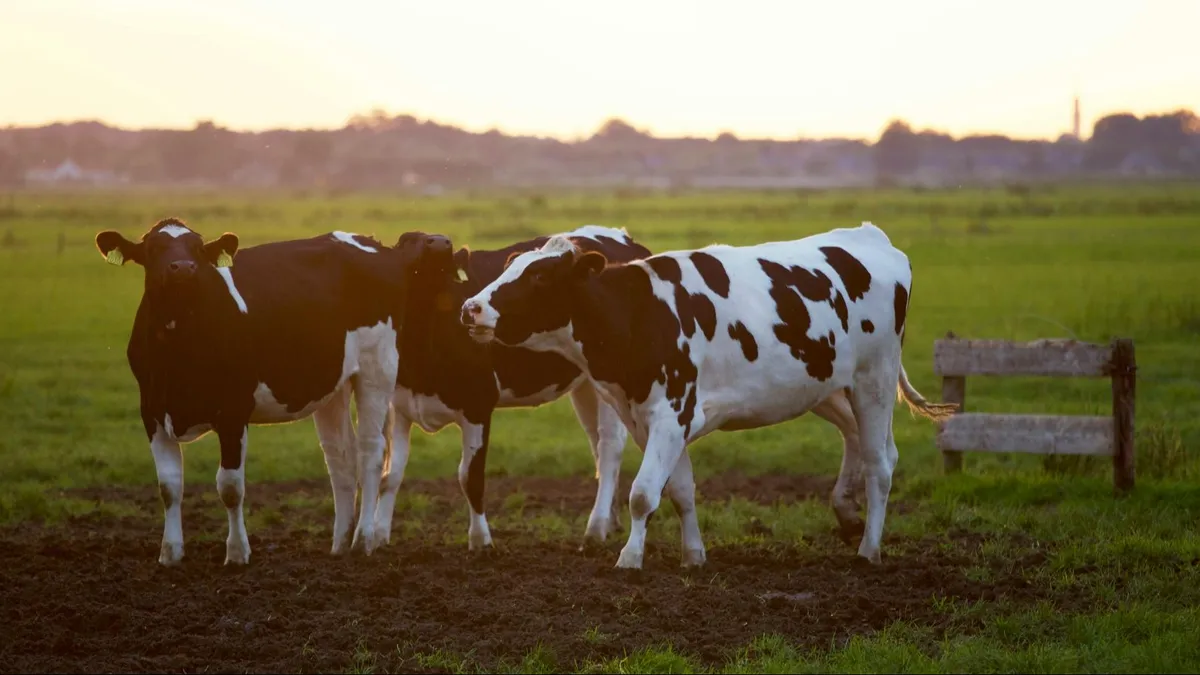 vacas_aff7