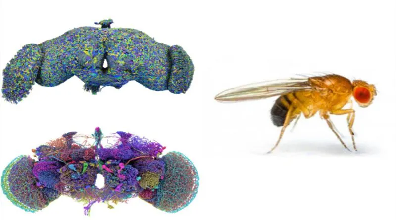 04-10-24-mosca-800x445