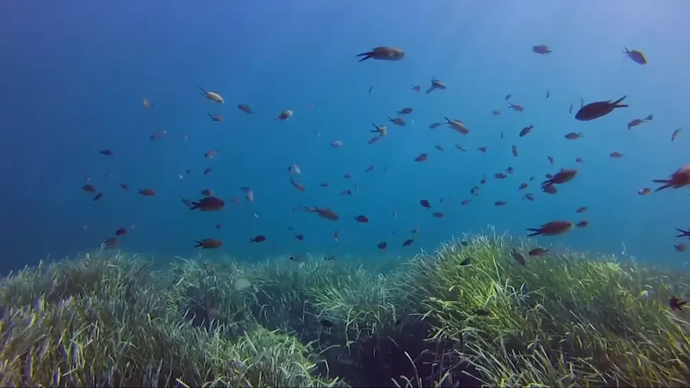 imagen-fondo-oceano_97