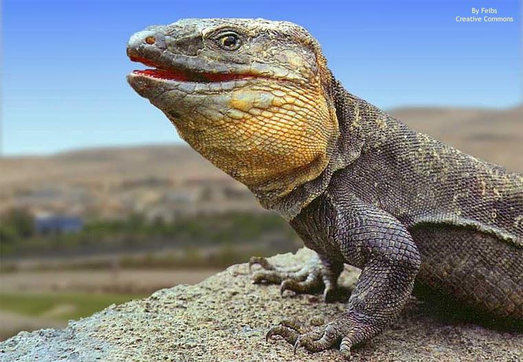 Gallotia-stehlini-lagarto-gigante-de-Gran-Canaria