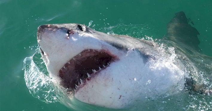 Tiburón blanco decapitó a buzo en México mientras buscaba mariscos