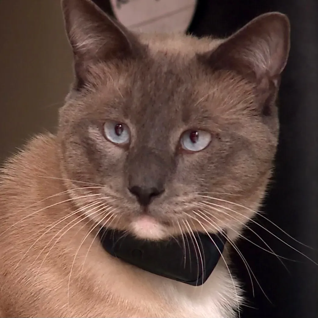 22xp-cat-mediumSquareAt3X