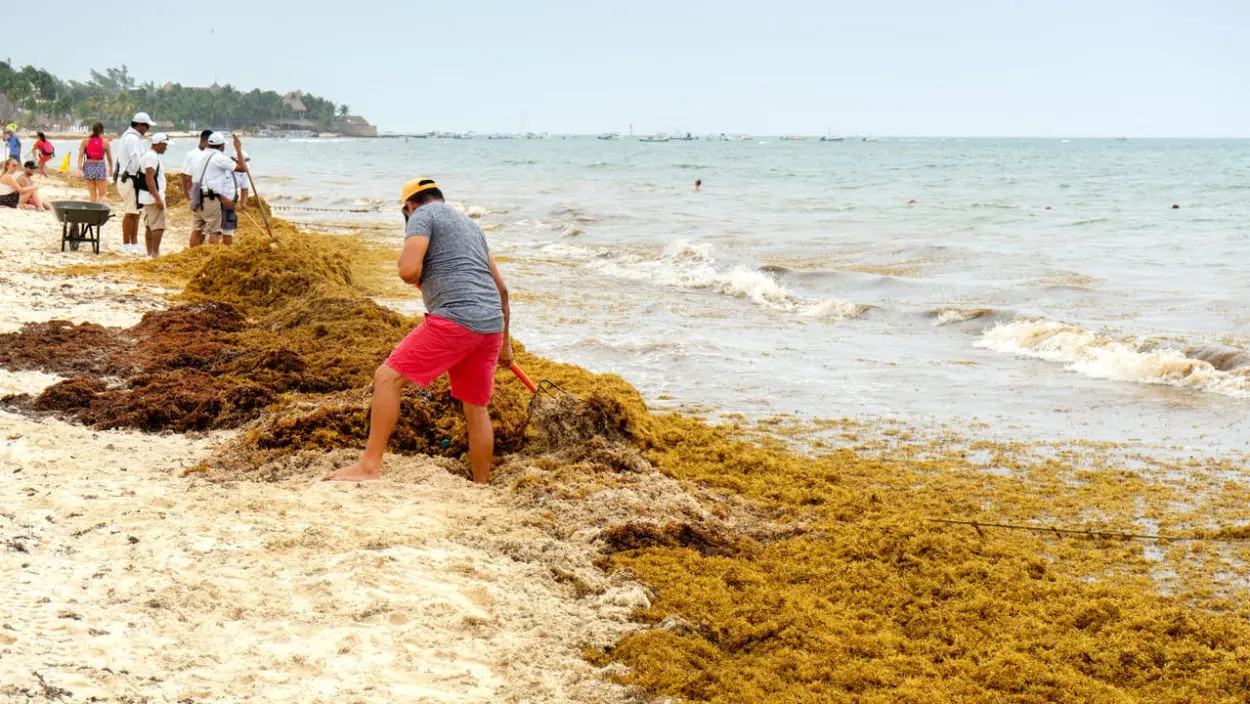 Republica-Dominicana-busca-medidas-ante-llegada-masiva-de-sargazo-a-la-costa