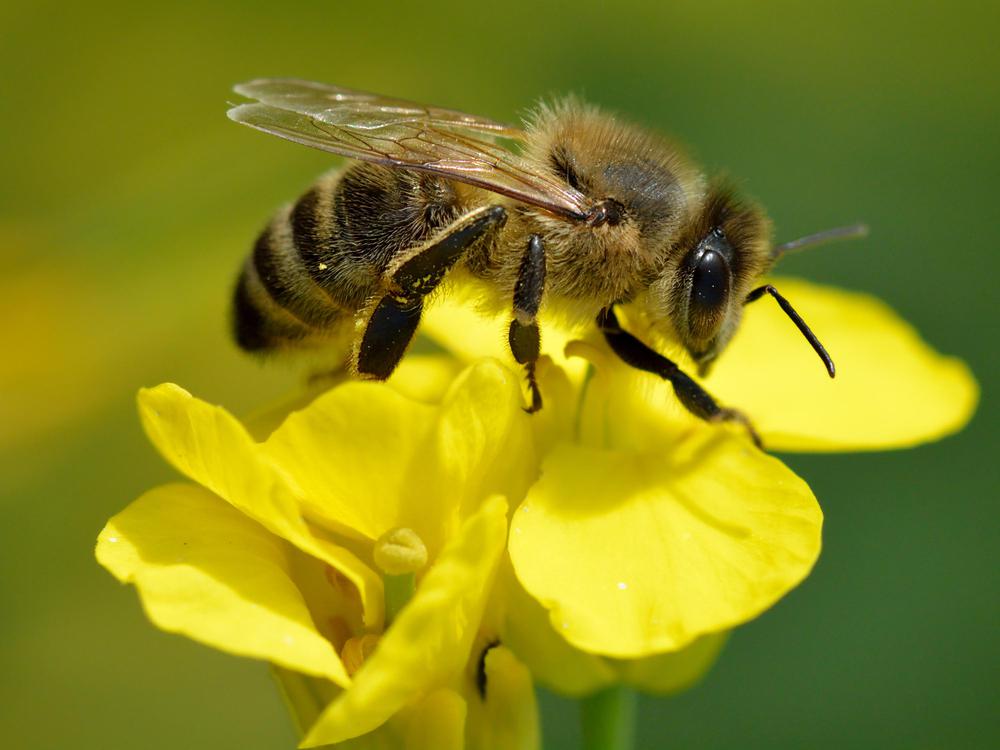 Apis_mellifera_-_Brassica_napus_-_Valingu