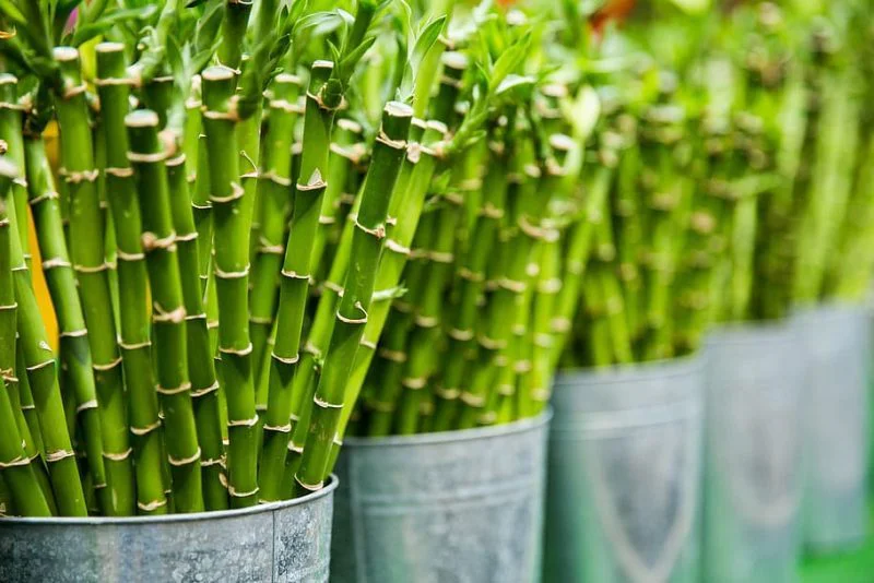 agriculture-green-plants-flowers-e1663319716651