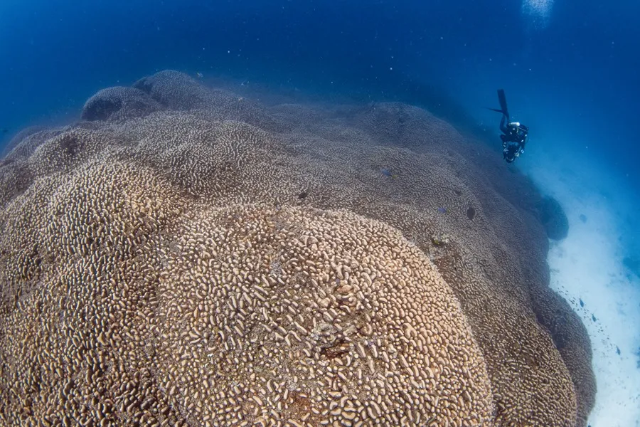 CORAL-MAS-GRANDE-DEL-MUNDO