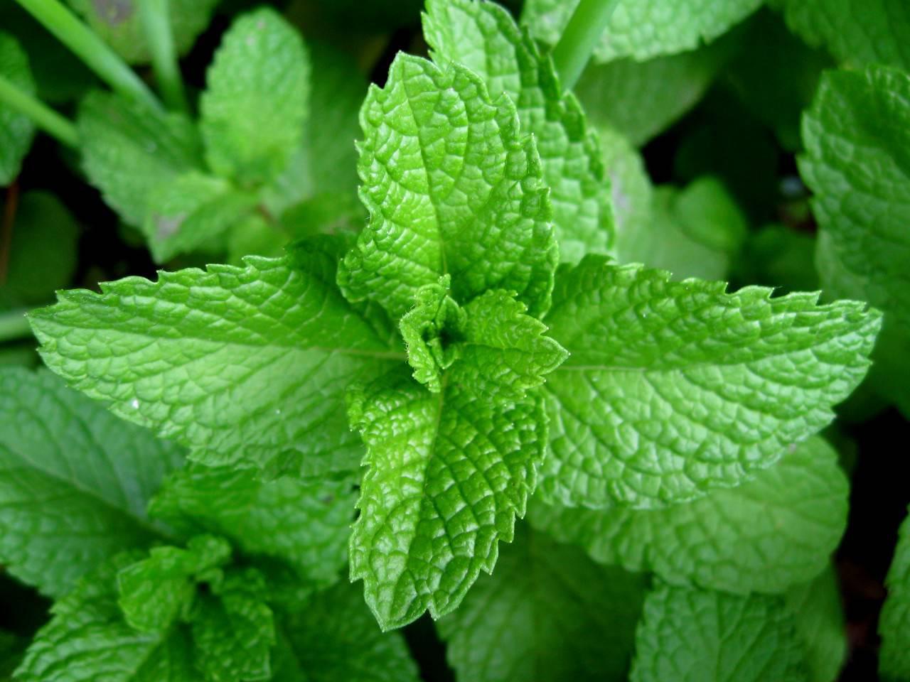 menta-immagine