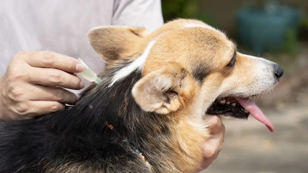 Toxic-chemicals-PFAS--e1721800108690