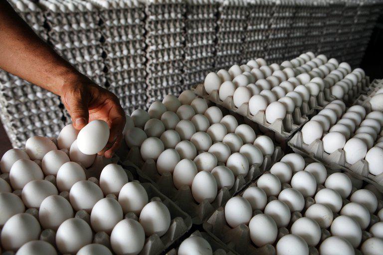 Huevos-en-carton