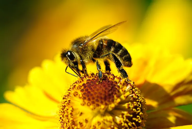 how-to-draw-a-bee-1