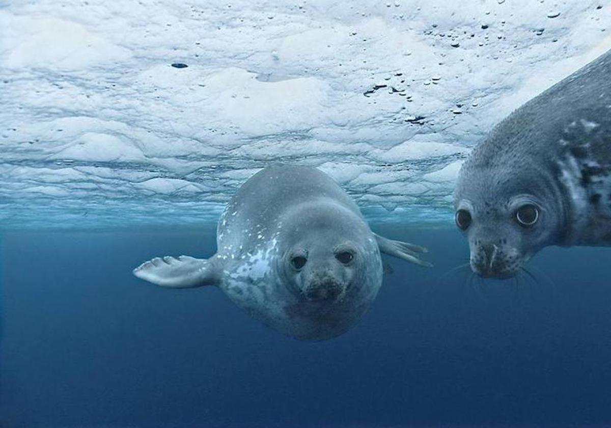 oceanos-Rzw0Z3cnL9C6U6QoaTIw7xO-1200x840@abc