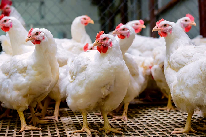 pollo-vivo-1_90d1520bf7dd6de3cef6d98a5b2aa792