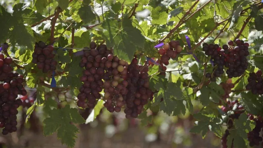uvas-de-mesa-b3babd14-focus-0-0-896-504
