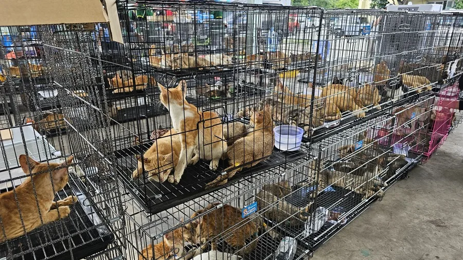VIETNAM-GATOS