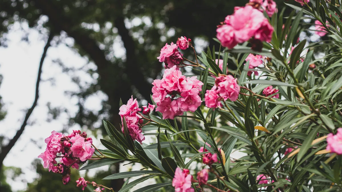 adelfas-unsplash_f539