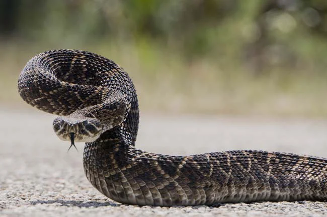 07-16-dia-mundial-de-la-serpiente_m
