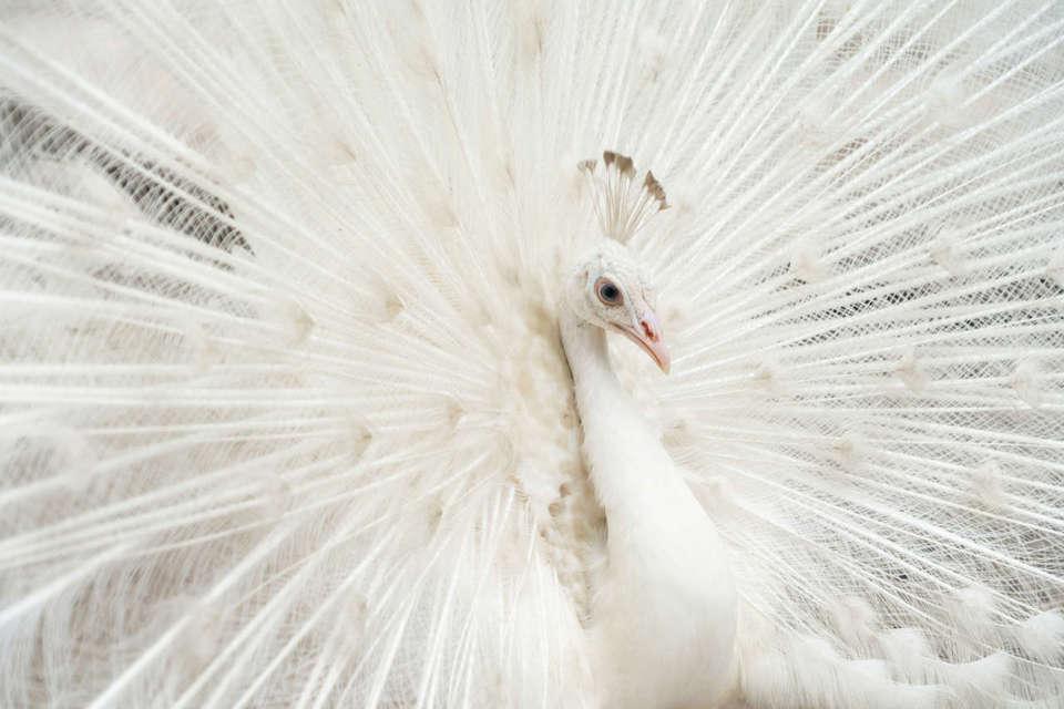 pavo-real-albino_00000000_240229185101_960x640
