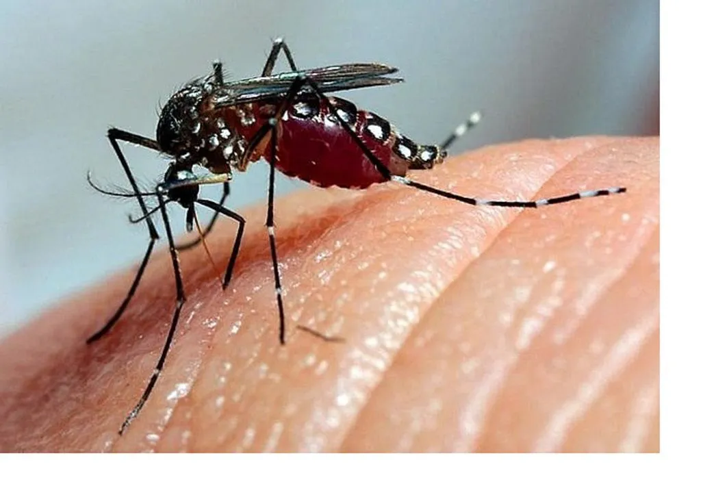 dengue-mosquito-1
