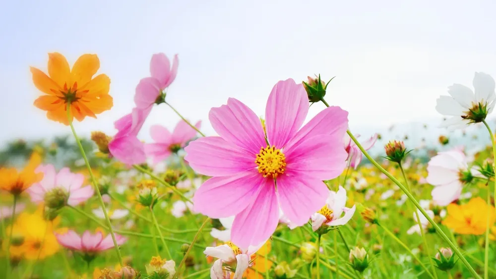 cual-es-el-origen-de-la-palabra-primavera-y-que-significado-tiene