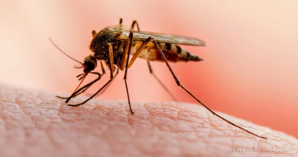 cannabis-treatment-malaria-1024x540
