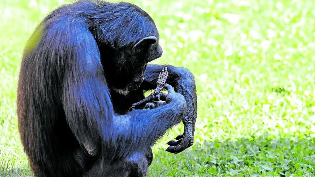 chimpance-del-bioparc_915f